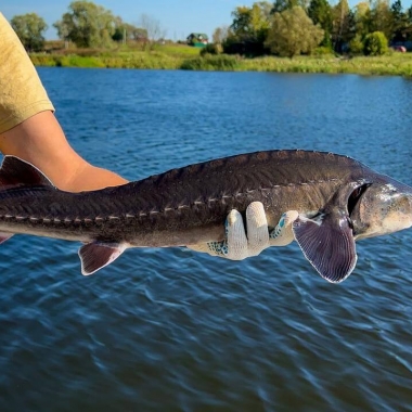 Экскурсия на осетровую ферму из Киева