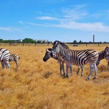 Заповедник Аскания-Нова