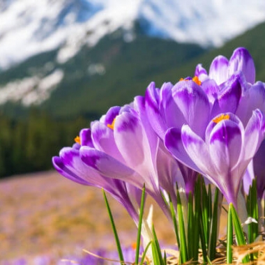 Крокусы на горе Кукул