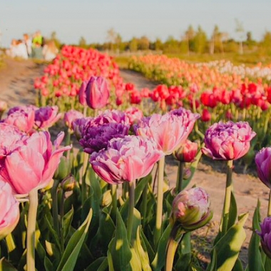 Екскурсія до Добропарку з Києва
