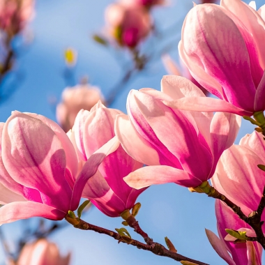 Тур на термальні джерела Закарпаття + дегустація вин