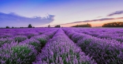 Экскурсии на цветение лаванды