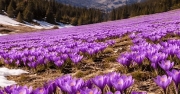 Туры в Карпаты на цветение крокусов