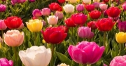 Туры на цветение тюльпанов