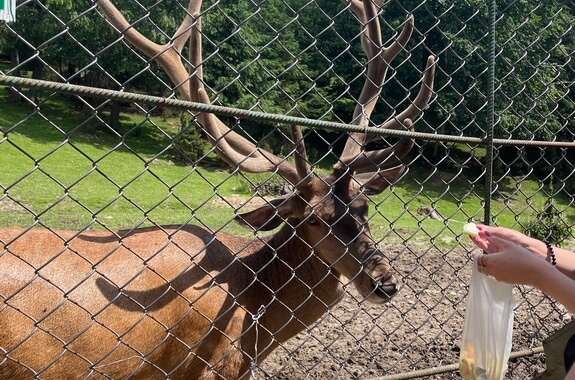 картинка Яремче