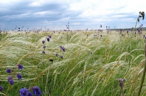 картинка Луганский природный заповедник