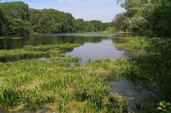картинка Луганский природный заповедник