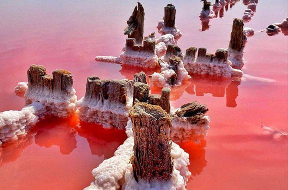 картинка Куяльник 