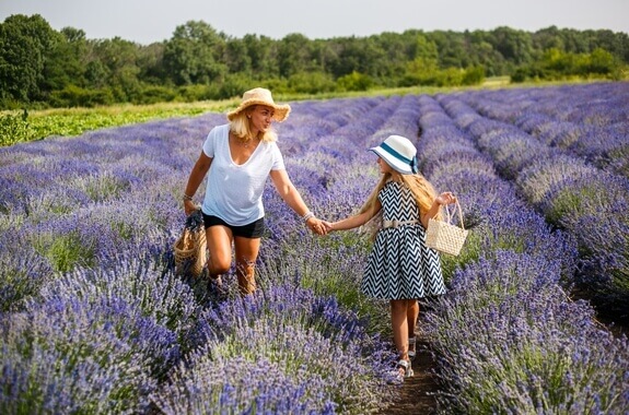 Картинка цвітіння лаванди харків