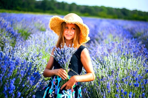 Картинка цвітіння лаванди харків