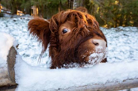 Картинка экскурсионный тур в Карпаты 