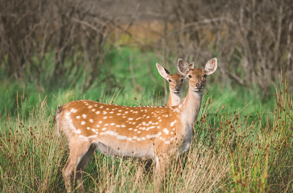 Картинка экопарк деревиль