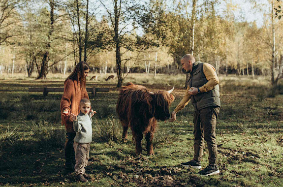 Картинка ферма буйволов 