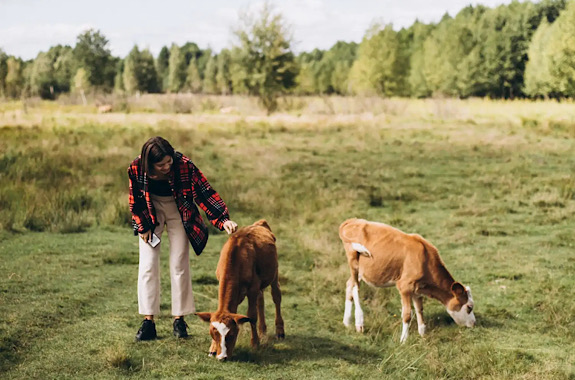 Картинка экопарк деревиль 