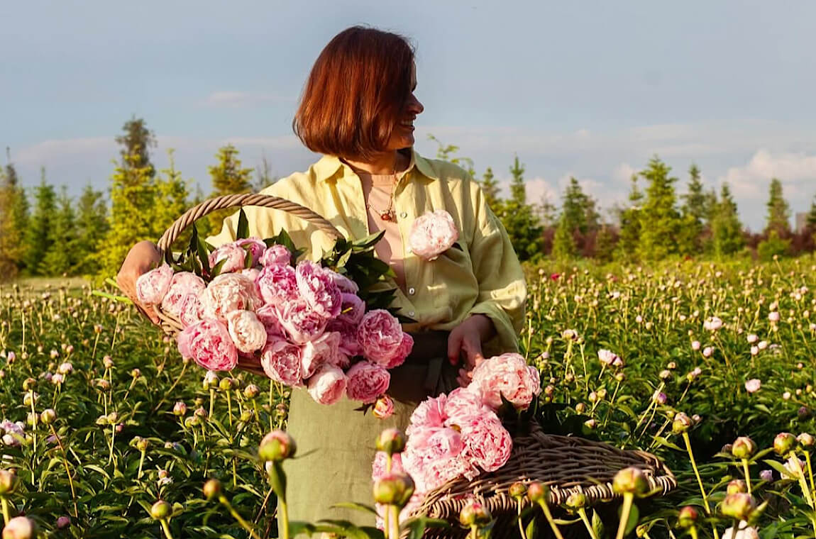 Картинка цветение пионов
