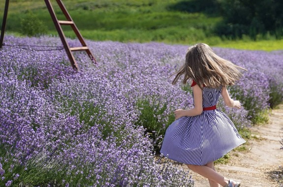 Картинка цветение лаванды