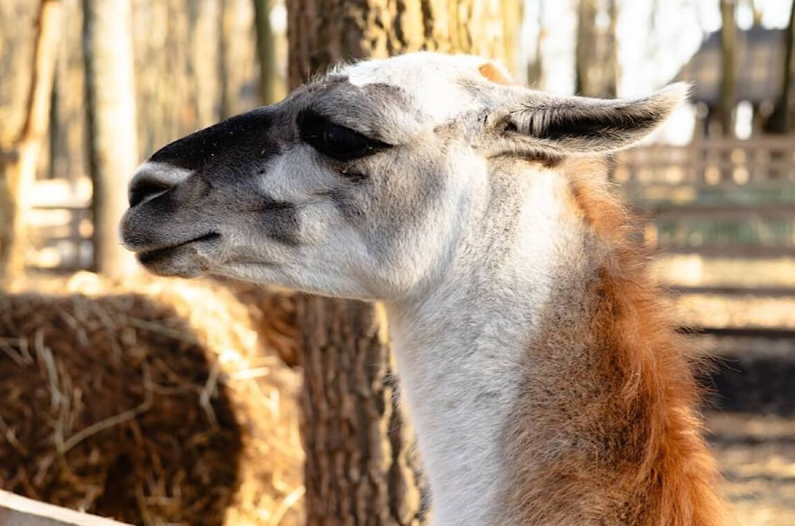 Картинка экопарк летний