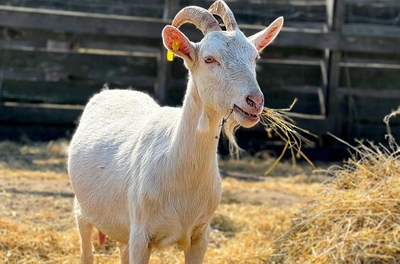 Картинка посещение зеленой фермы 