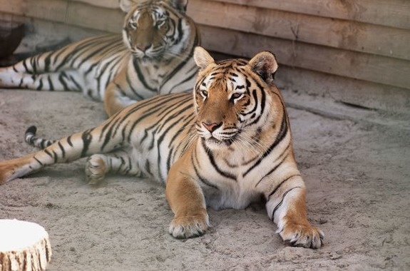 Екопарк Ковалівка