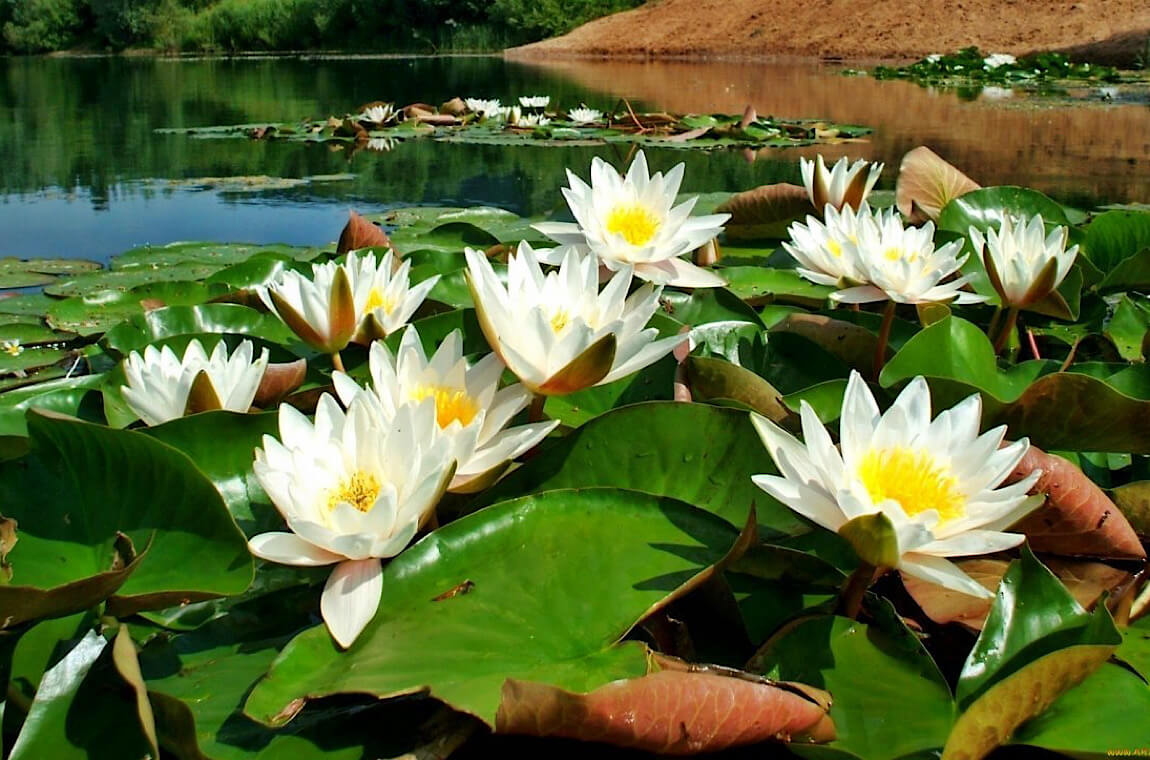 Зображення водні лілії
