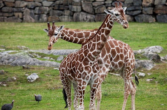 Картинка зоо