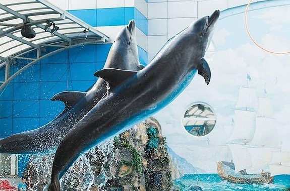 Картинка немо