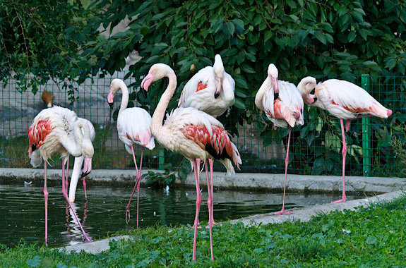 Картинка зоо