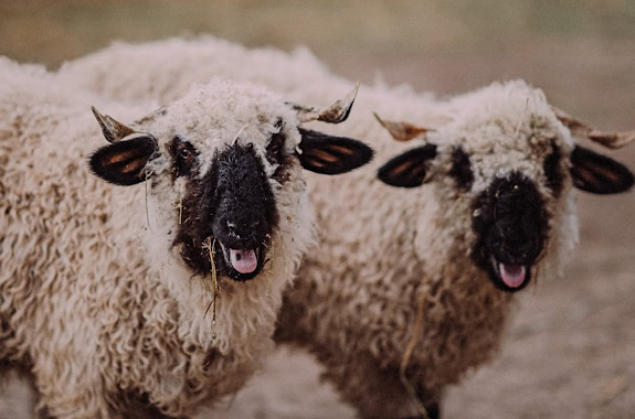 Картинка контактний зоопарк 