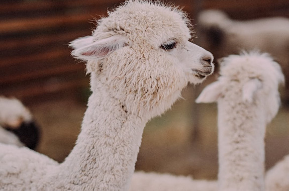 Картинка альпаки контактний зоопарк 