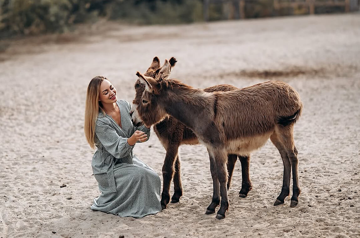 Картинка ослиная ферма