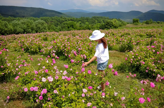 Малюнок екскурсія на лавандове поле 