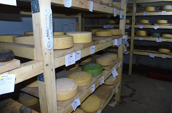 Малюнок дегустація сиру на перечинській сироварні