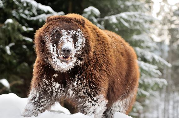 Картинка Экскурсия в Закарпатье Центр реабилитации бурых медведей