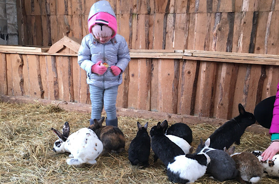 Картинка контактний зоопарк