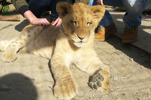 Картинка контактний зоопарк