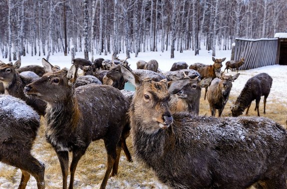 Фото ферми оленів