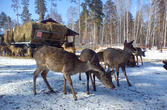 Фото ферми оленів