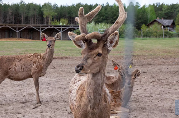 Зображення ферма благородного оленя