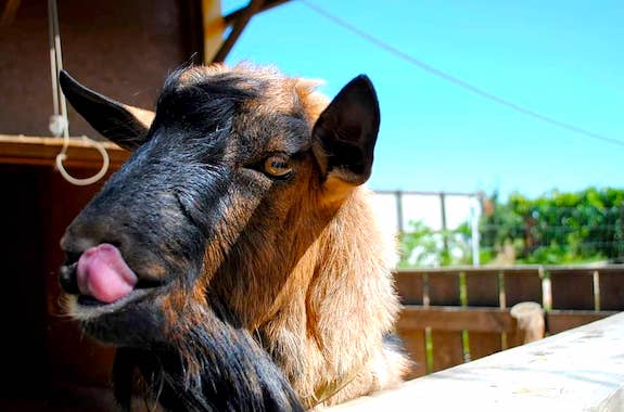 Картинка поездка в контактный зоопарк из Днепра