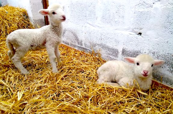 Фото экскурсия в эко усадьбу