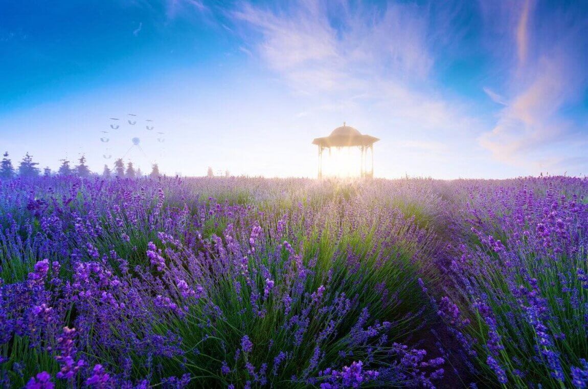 Облаштоване лавандове поле під Києвом з альтанкою та декоративними елементами для фото