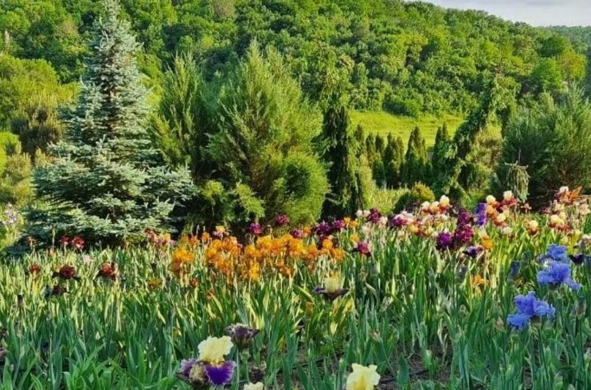 Масштабне цвітіння півоній