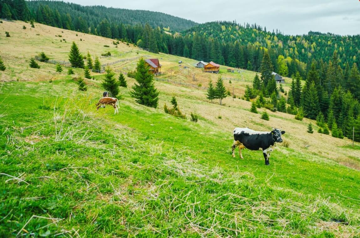 Безкраї зелені полонини Карпат