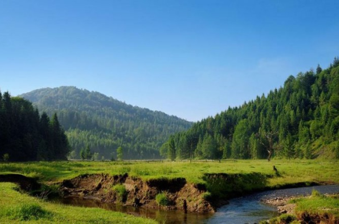 Хвойний ліс у горах