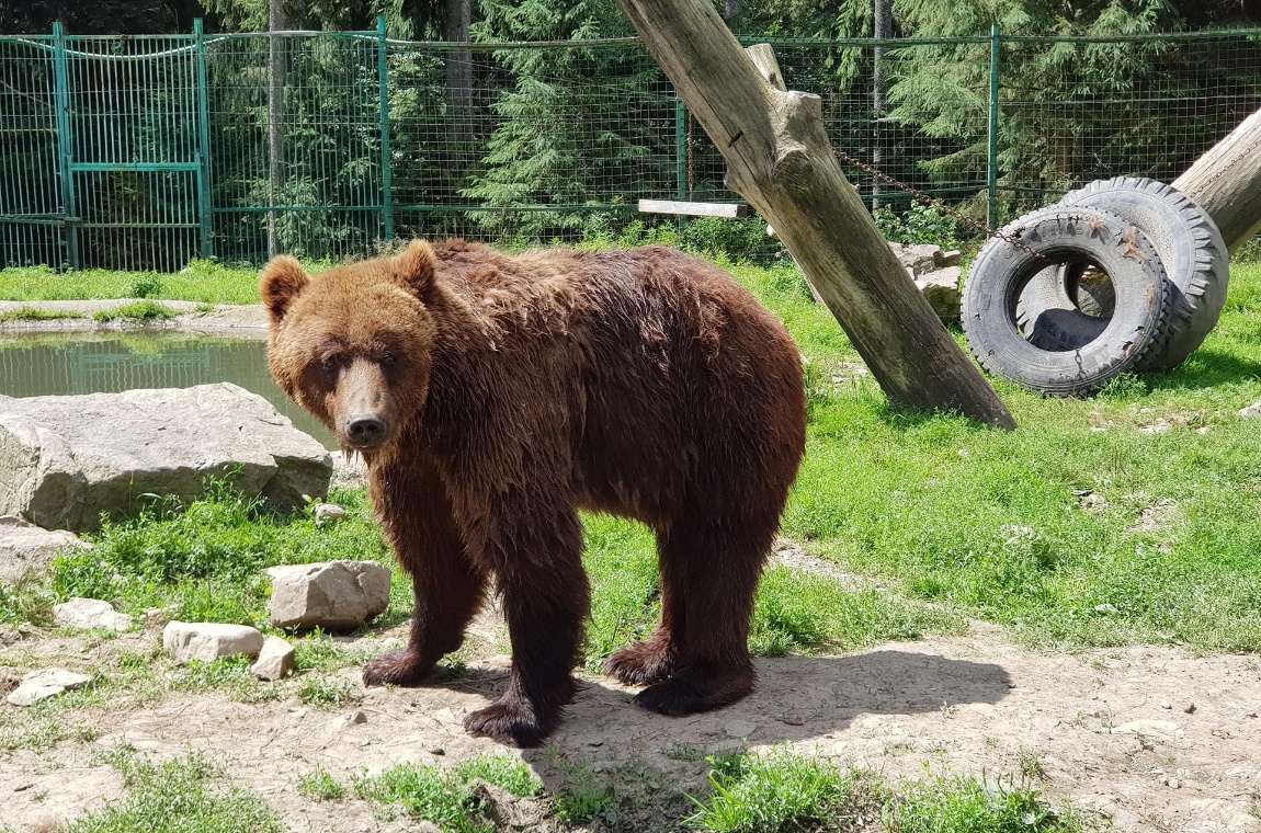Бурий ведмідь у реабілітаційному центрі