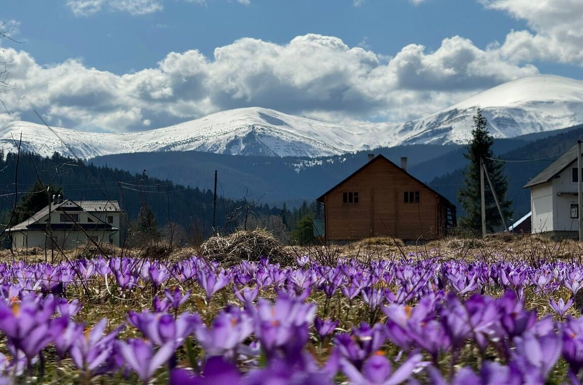 Крокуси в селі-музеї Колочава