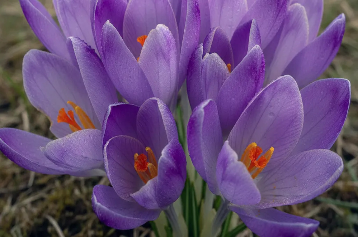 Макро знімок квітки крокуса