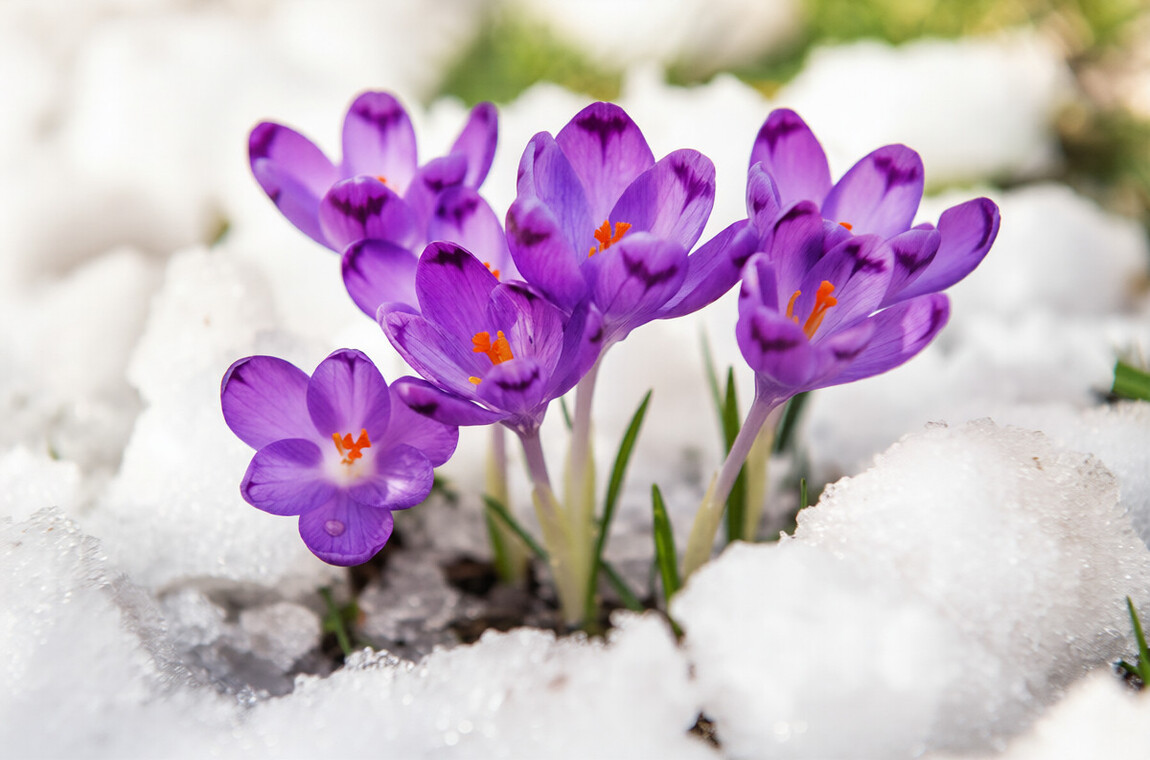 Крокуси пробиваються крізь весняний сніг
