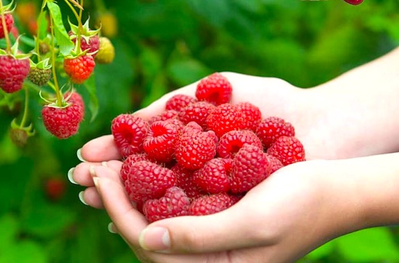 Зображення екскурсія в Бері ленд влітку