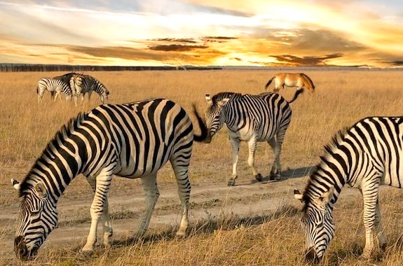 Фото тур в Асканию-Нову